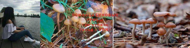 Псилоцибиновые грибы Psilocybe  кракен маркетплейс  Кинель 